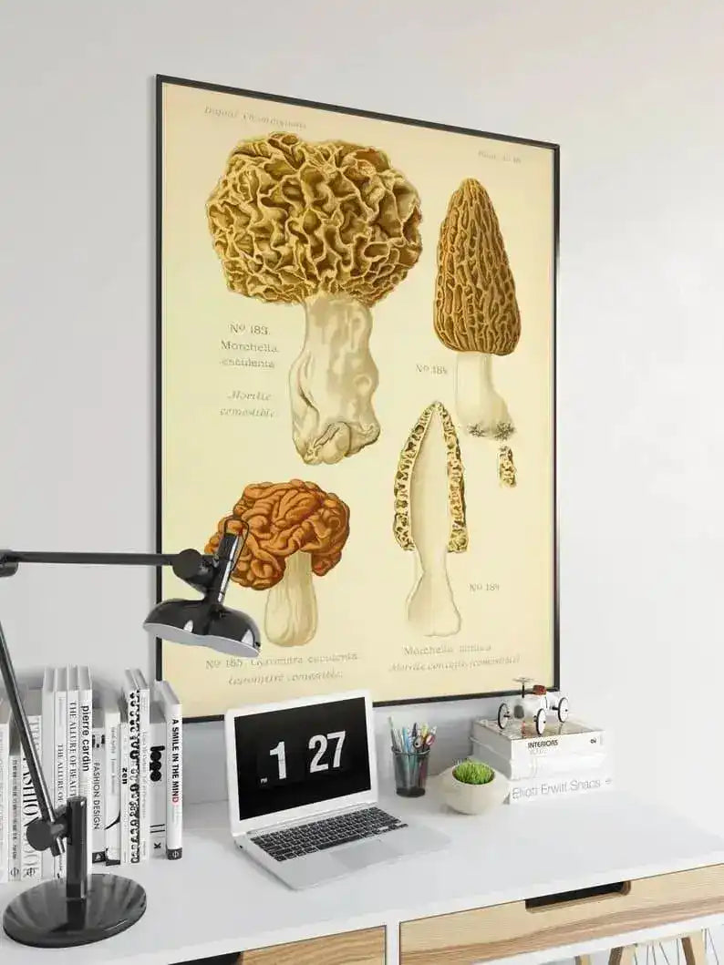 Mushroom Wall Print| Morel Mushroom
